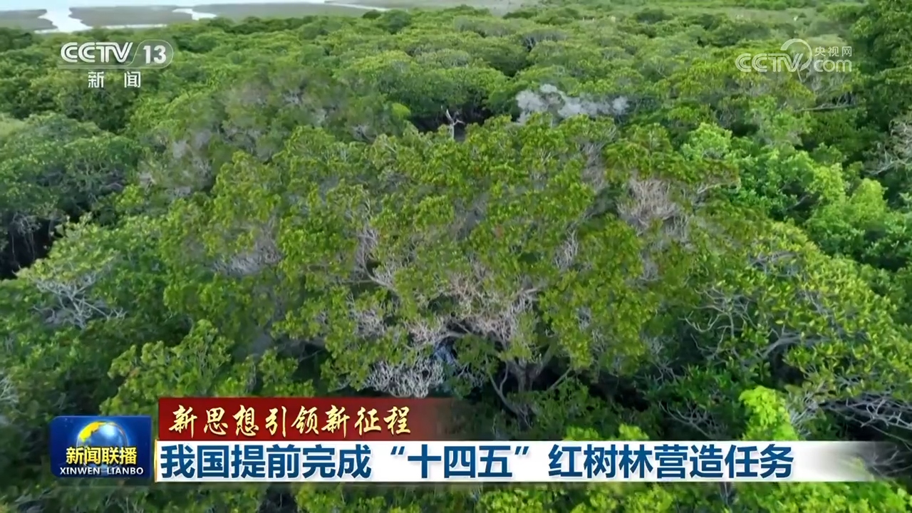 我国提前完成“十四五”红树林营造任务