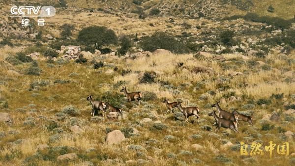 《山水工程——中国生态保护修复》第7集：丘陵新生