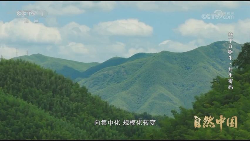 《林下万物生》第1集：共生密码