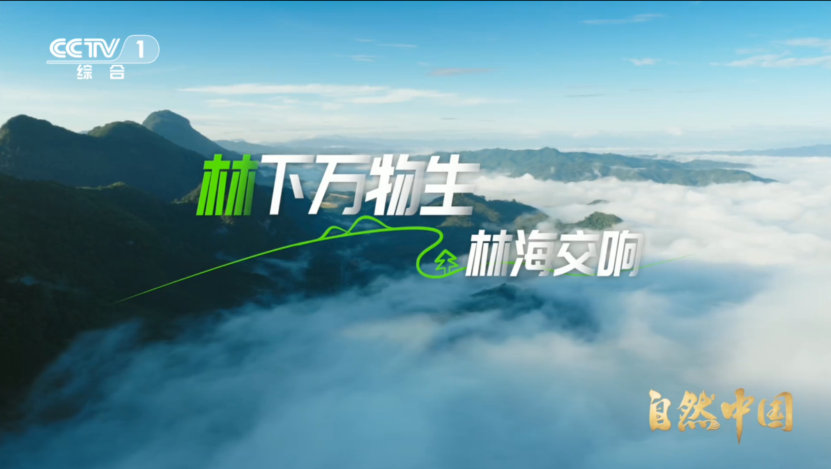 《林下万物生》第3集：林海交响