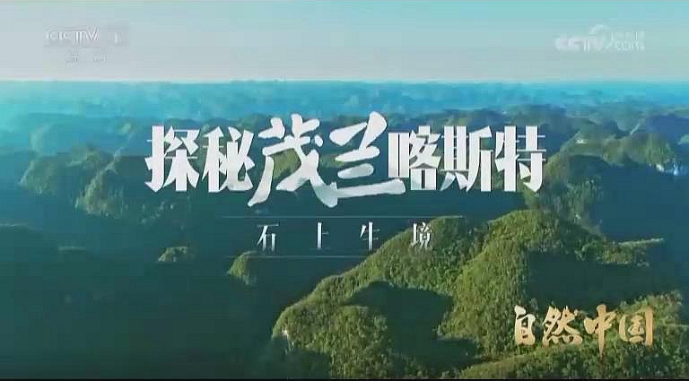 《自然中国之探秘茂兰喀斯特》 第1集 石上生境