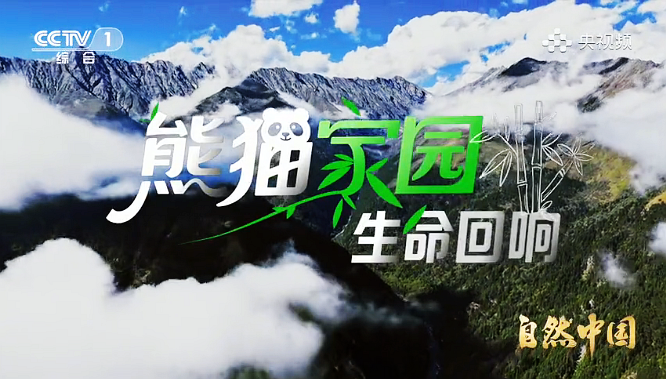 《熊猫家园》第二集：生命回响