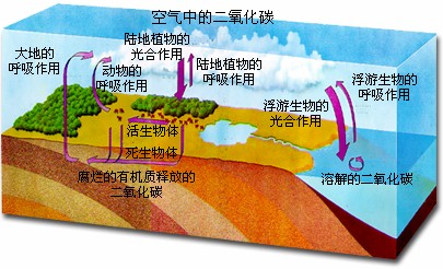 碳循环图解高中生物图片