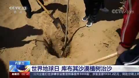 内蒙古:库布其沙漠植树治沙